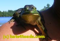 /home//u458753944/public_html/sourcegallery//Frogs/More bullfrogs/frog shoulder cropped.jpg